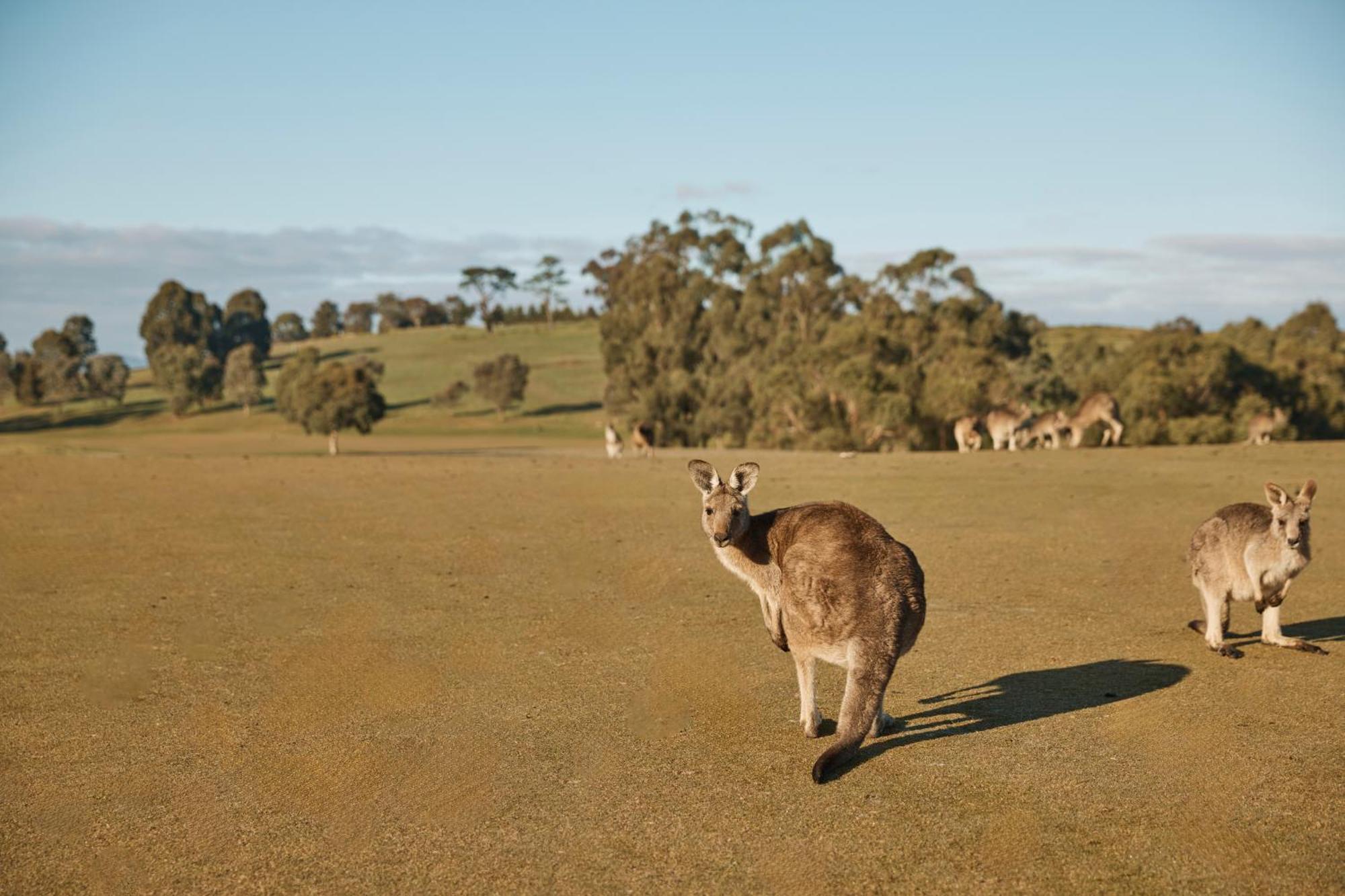 Yarra Valley Lodge Wonga Park Zewnętrze zdjęcie